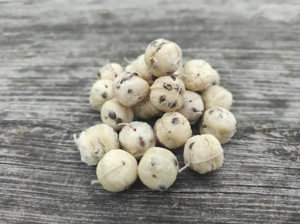 Rohlíkáč 40 gr - KONOPNÉ SEMÍNKO